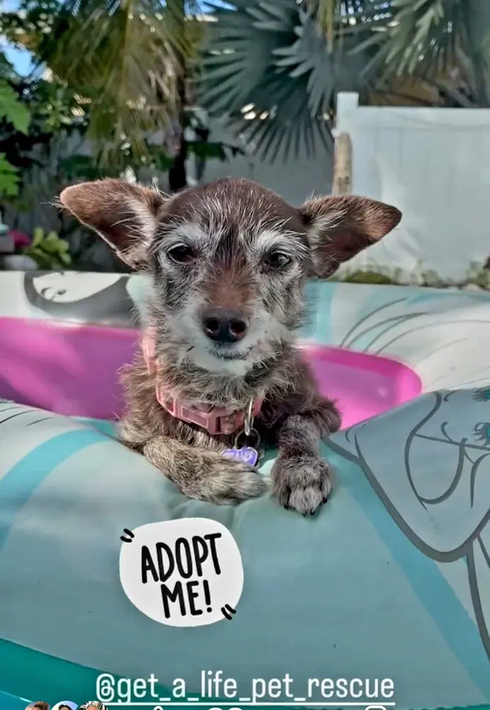 Lula - Chihuahua