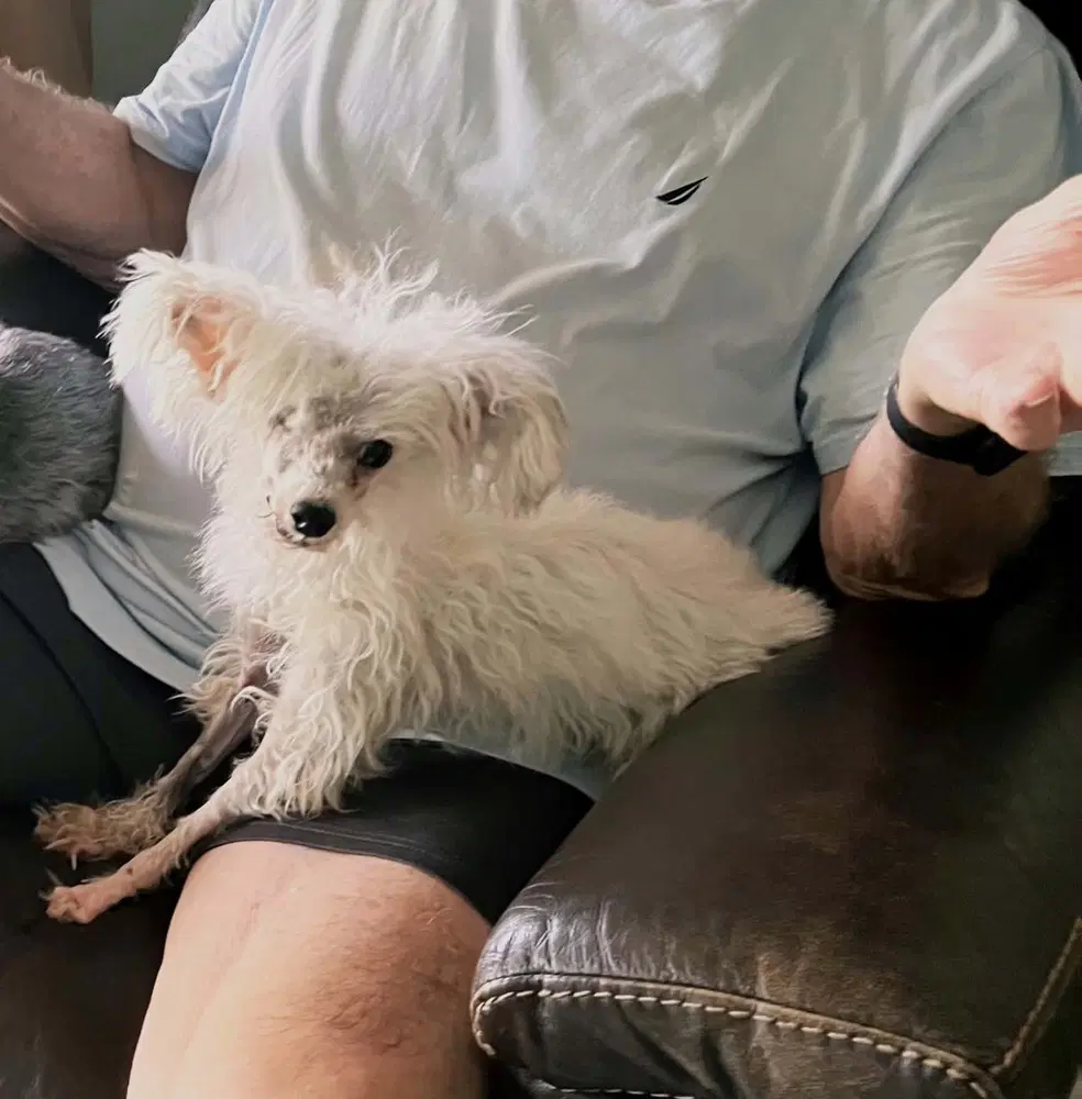 Dolly - Chinese Crested-Hairless