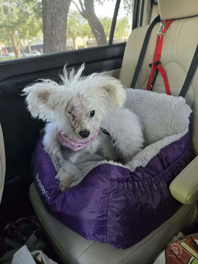Dolly image 2