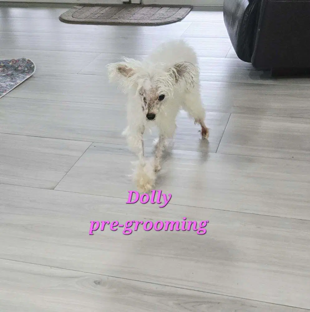Dolly image 4