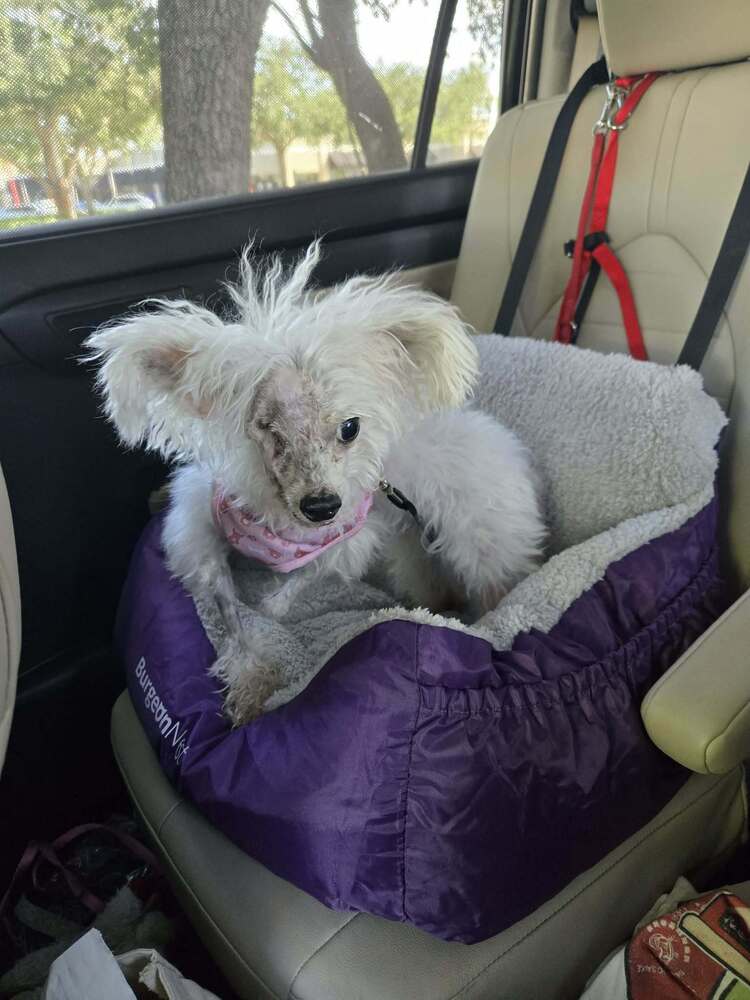 Dolly, photo 3
