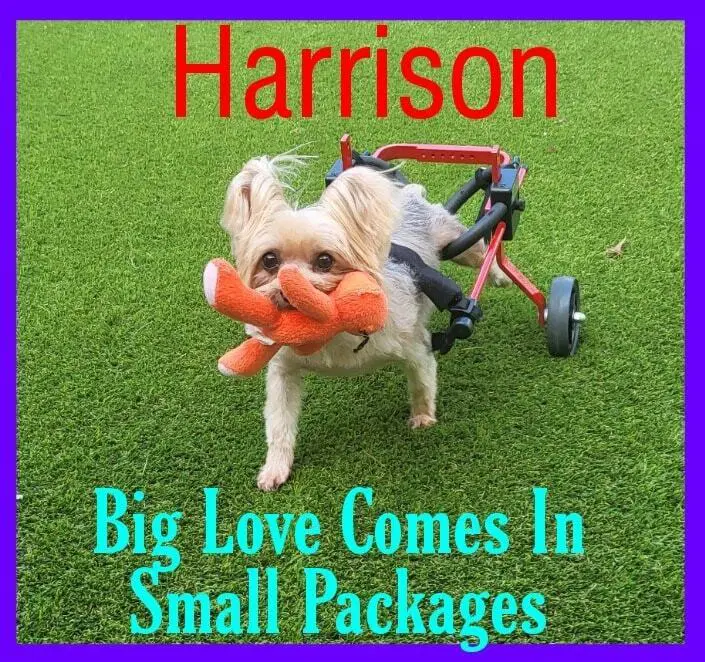 Harrison Yorkie On Wheels - Yorkshire Terrier Yorkie
