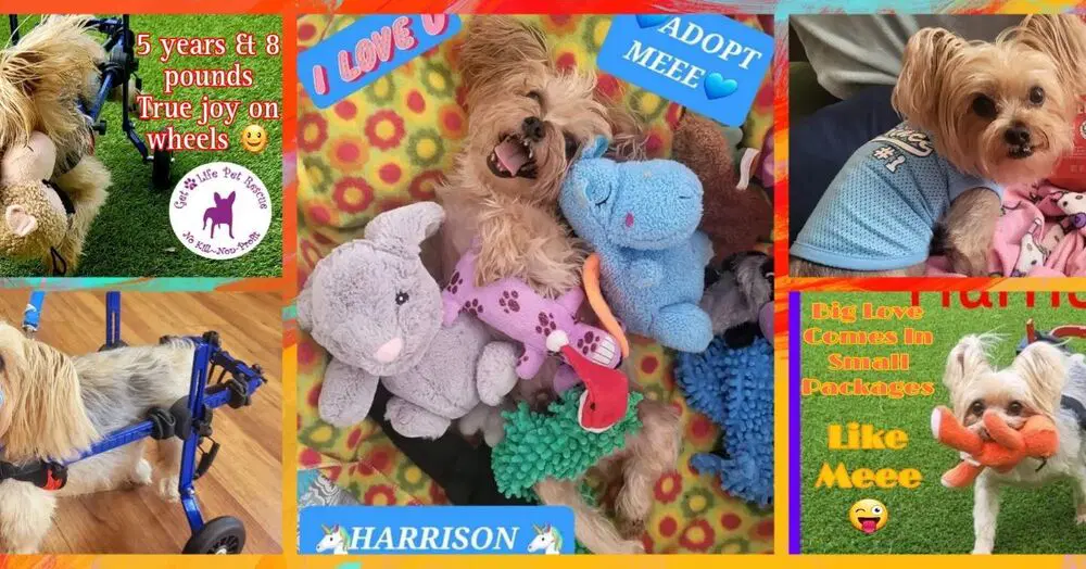 Harrison Yorkie On Wheels image 3