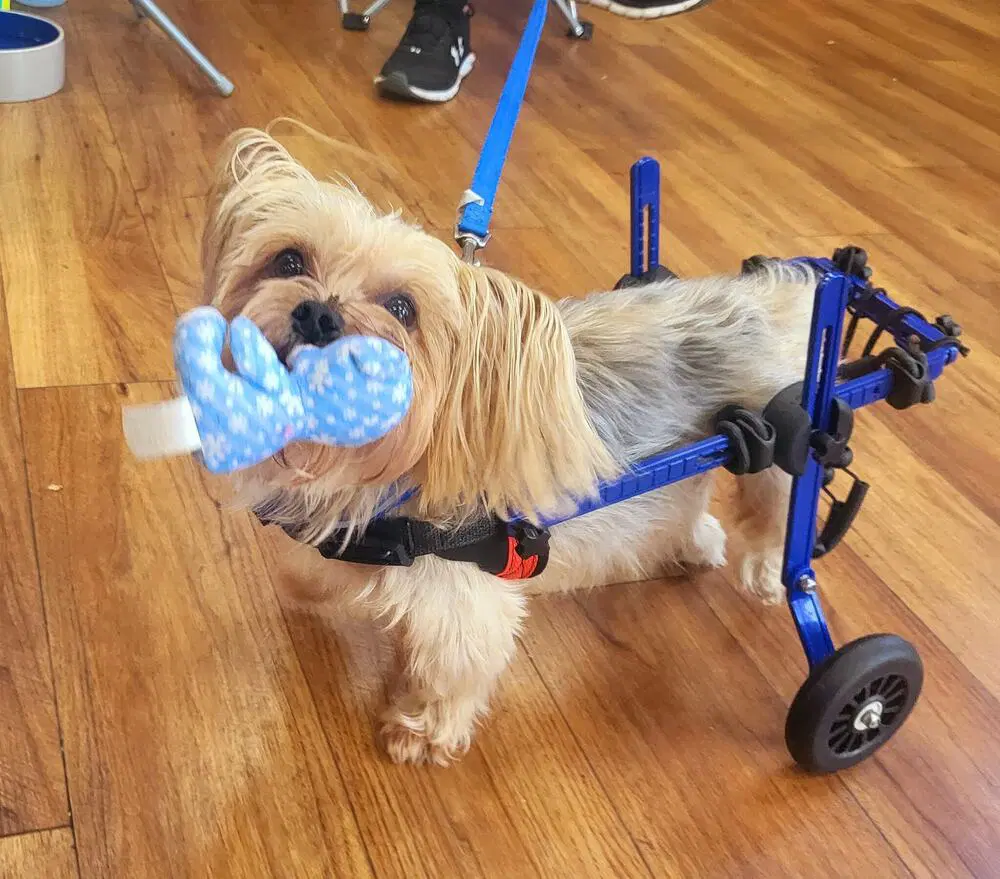 Harrison Yorkie On Wheels image 4