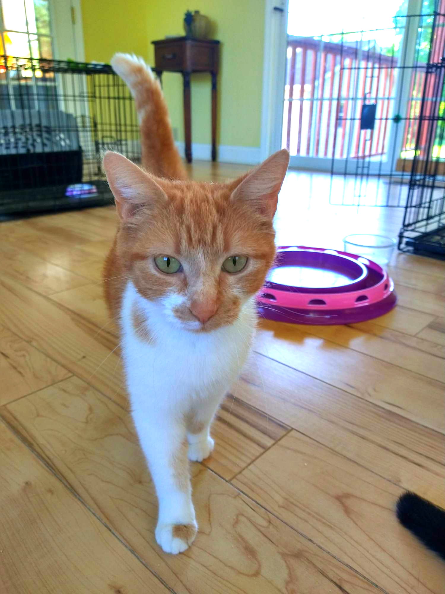 Cats for Adoption in Fort Mill, South Carolina Alpha Paw