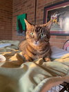 Stripes - Photo 3