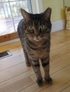 Stripes - Photo 2
