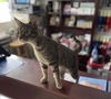 adoptable Cat in Oakboro, NC named Stripes