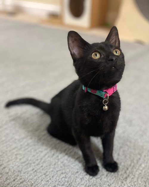 COMET - Domestic Short Hair available for adoption