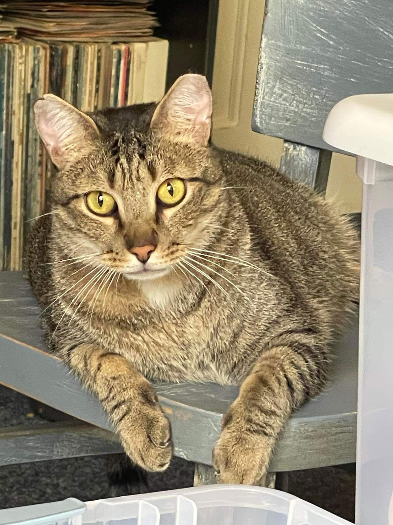 adoptable Cat in Oakboro, NC named Steve