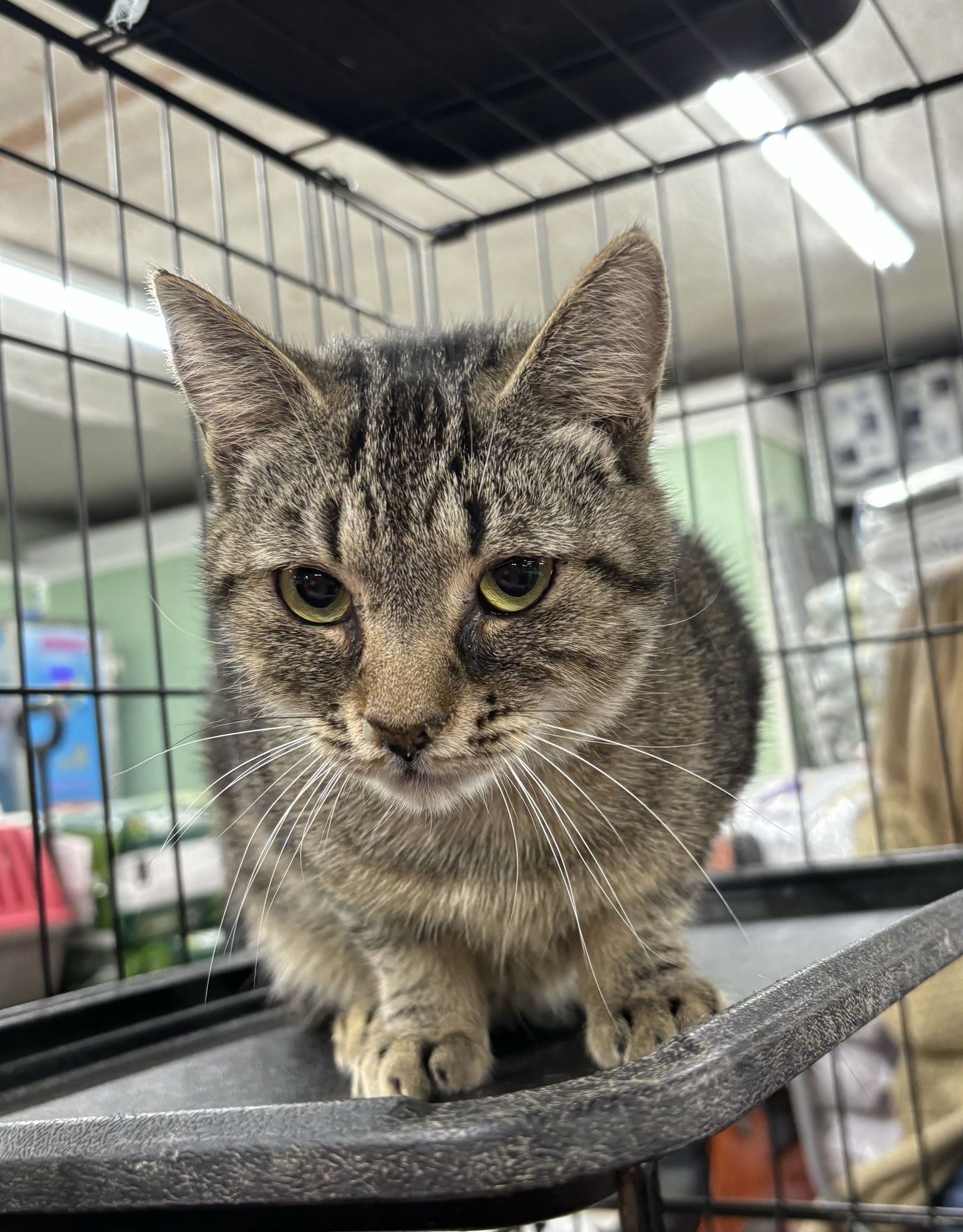 adoptable Cat in Oakboro, NC named Jordan