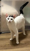 adoptable Cat in Oakboro, NC named Princess