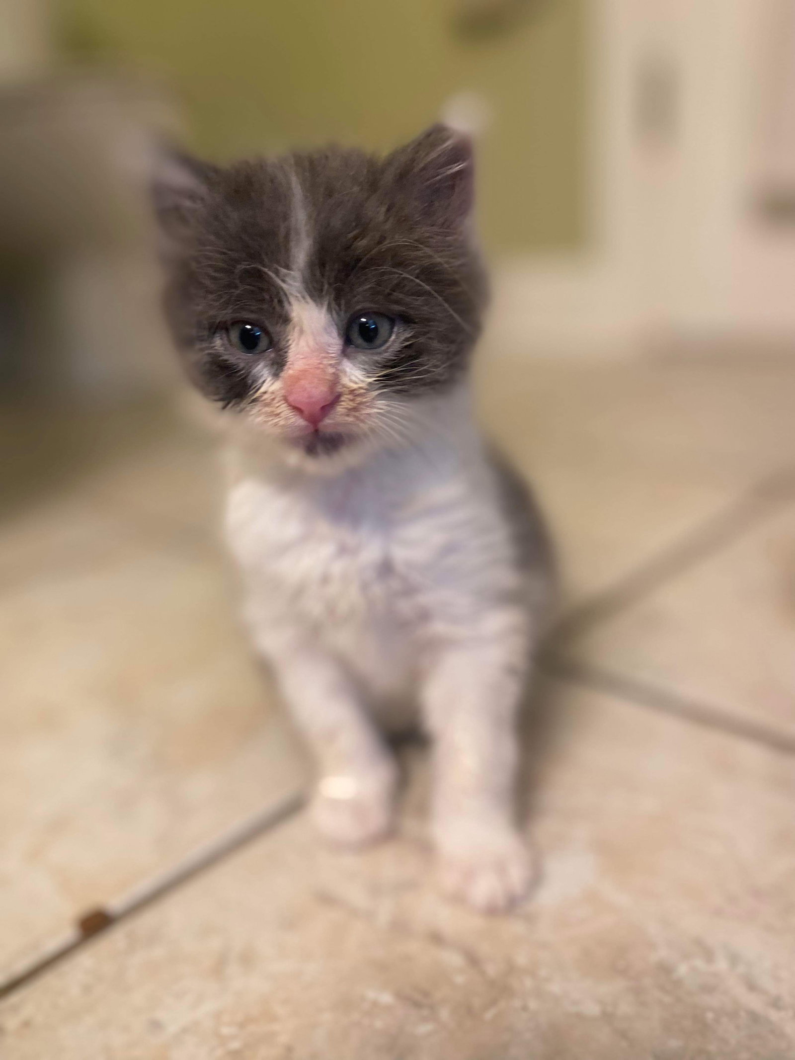 Cats for Adoption in Lancaster, South Carolina Alpha Paw