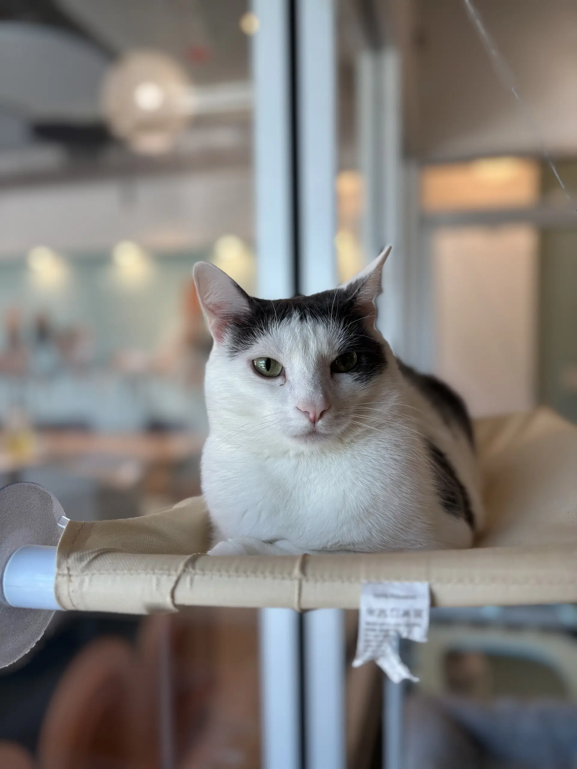 Vince - Domestic Short Hair