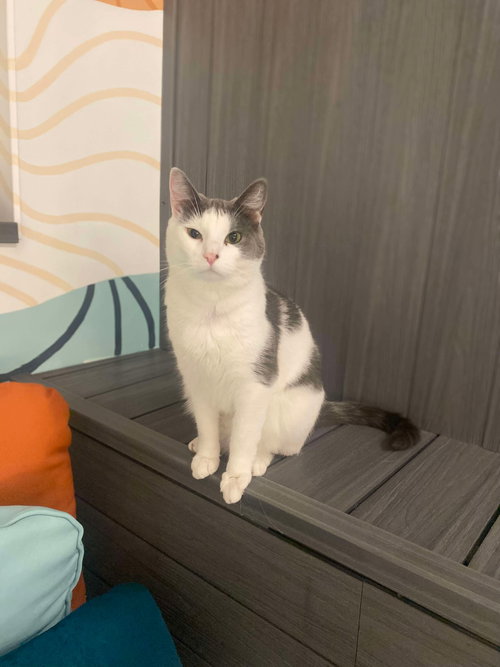 MICK - Domestic Short Hair available for adoption