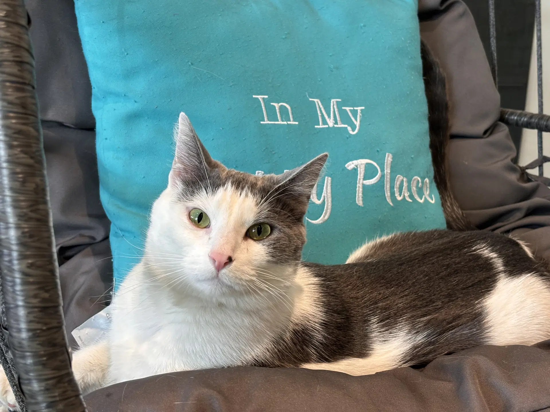 Mick - Domestic Short Hair