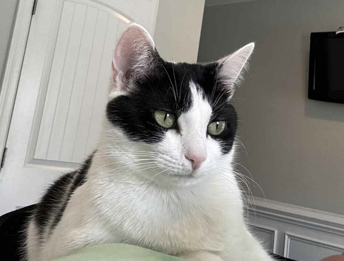 BANDIT - Domestic Short Hair available for adoption