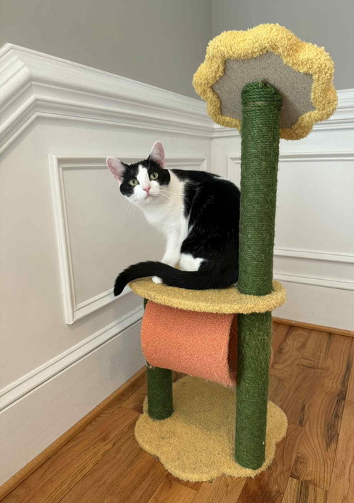 BANDIT - Domestic Short Hair available for adoption