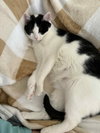 Bandit - Photo 3