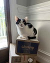 Bandit - Photo 4