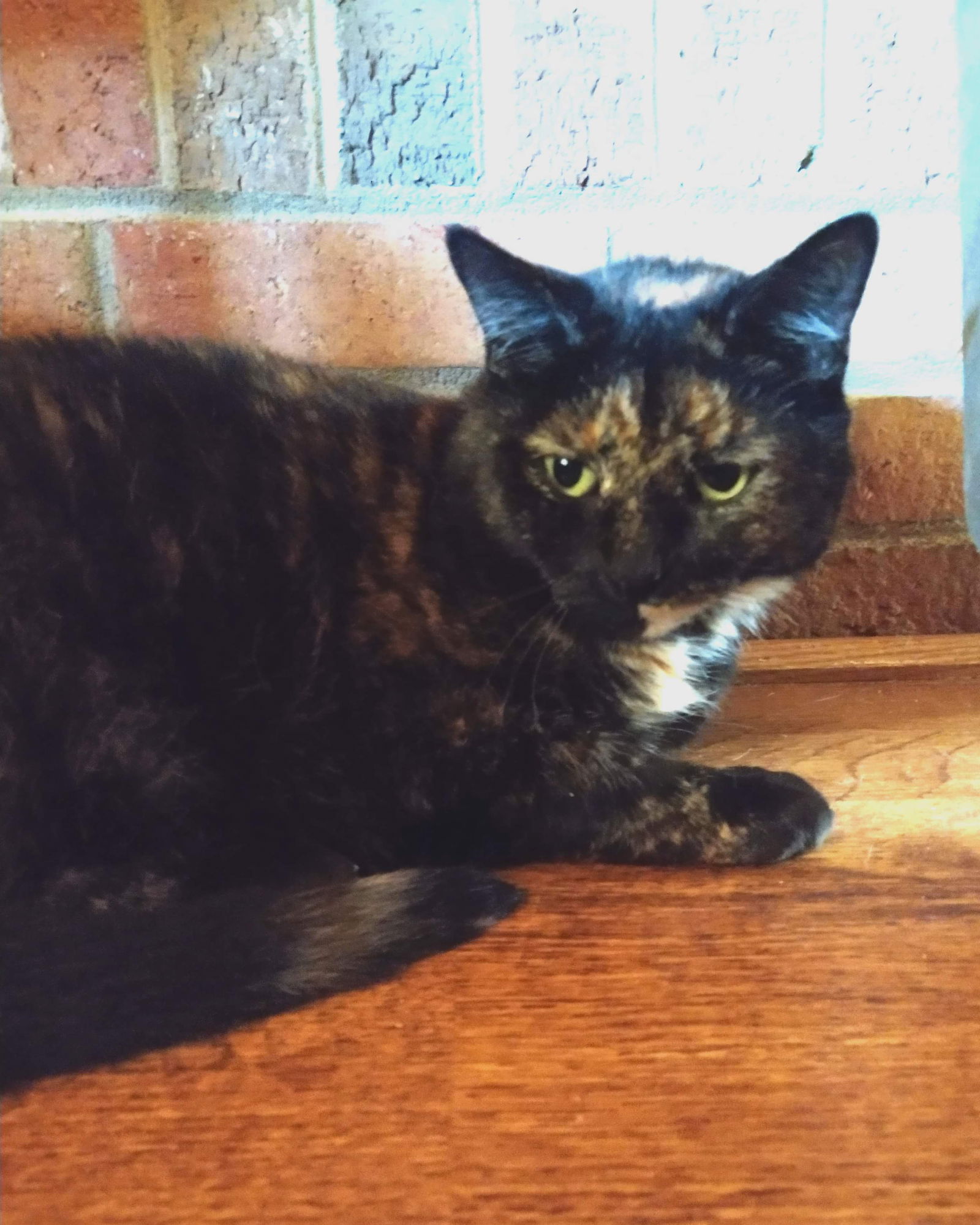 adoptable Cat in Oakboro, NC named Moxie