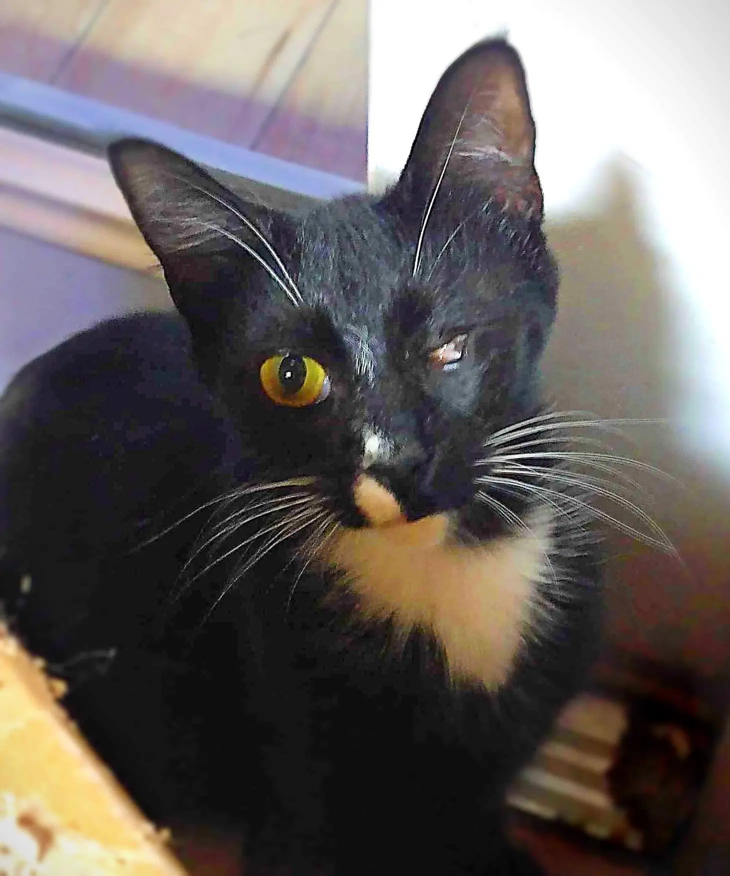 Bethany - Domestic Short Hair