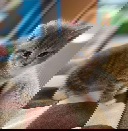 picture of the cat needing adoption