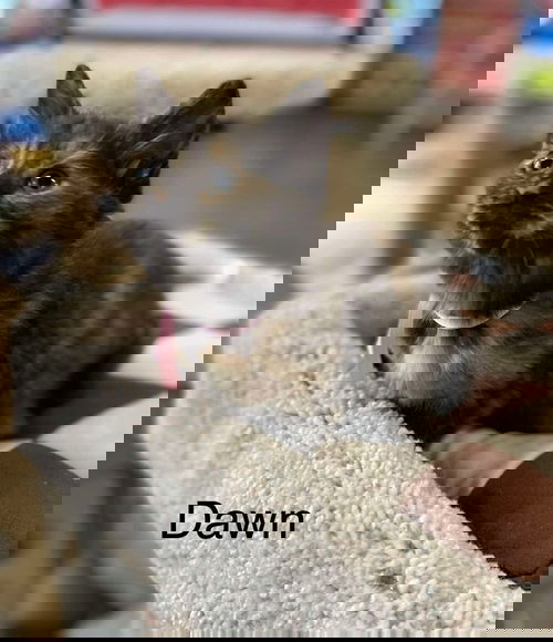 picture of the cat needing adoption