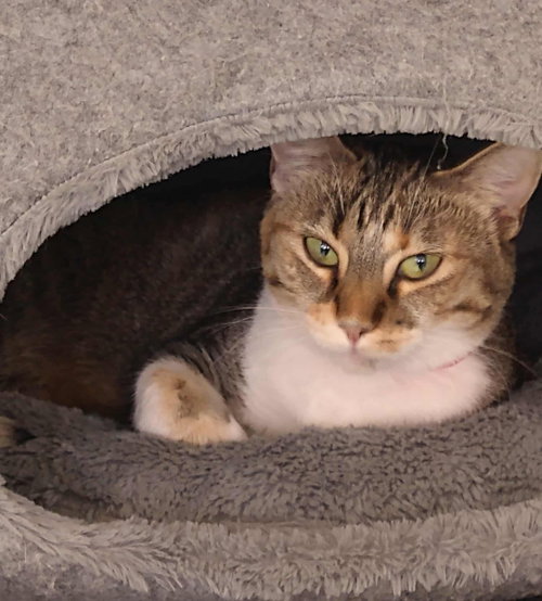 picture of the cat needing adoption