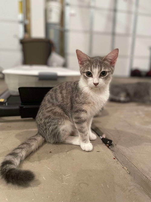 picture of the cat needing adoption