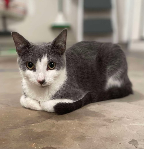 picture of the cat needing adoption