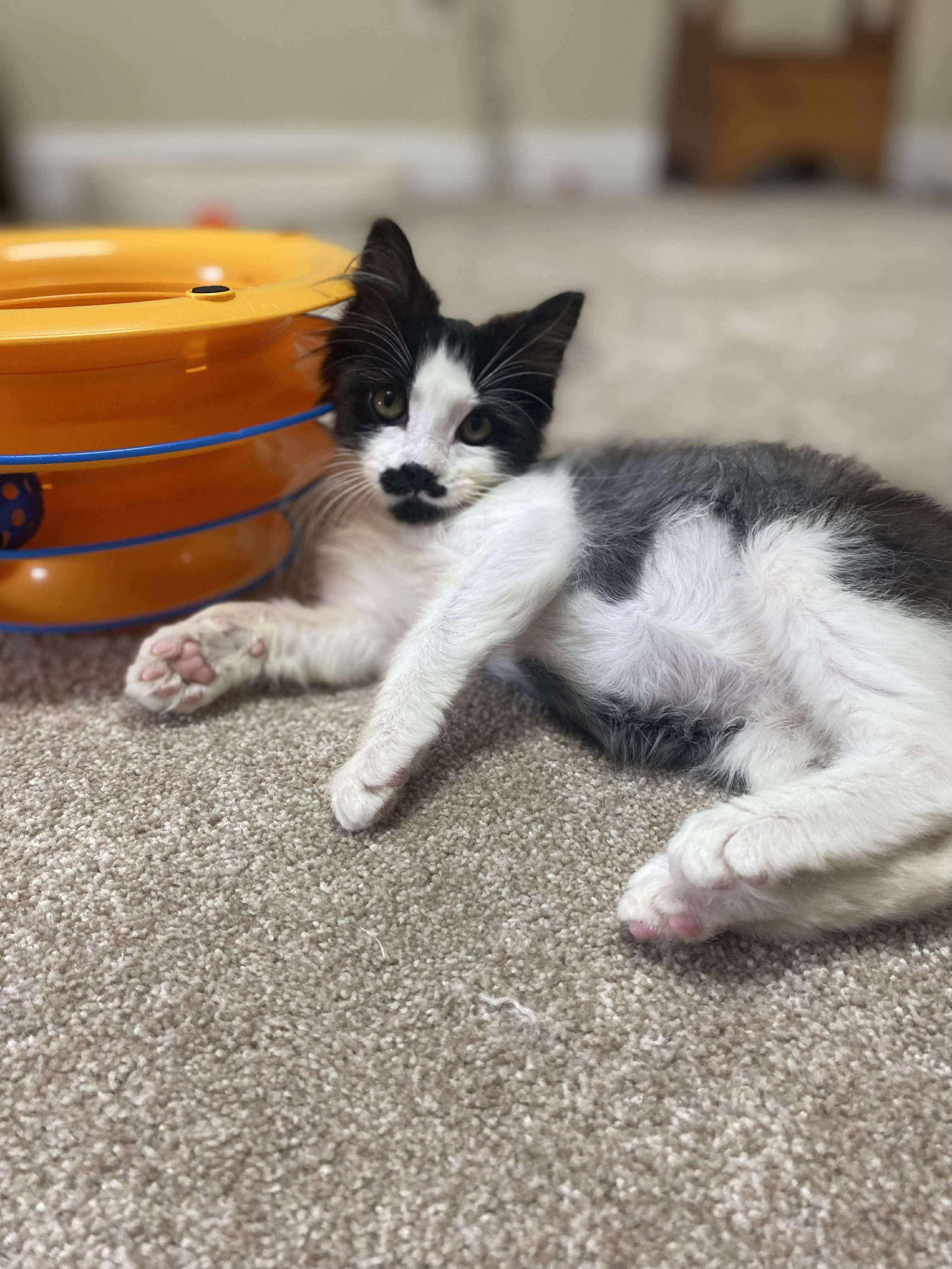 adoptable Cat in Oakboro, NC named Groucho