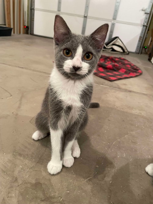 picture of the cat needing adoption