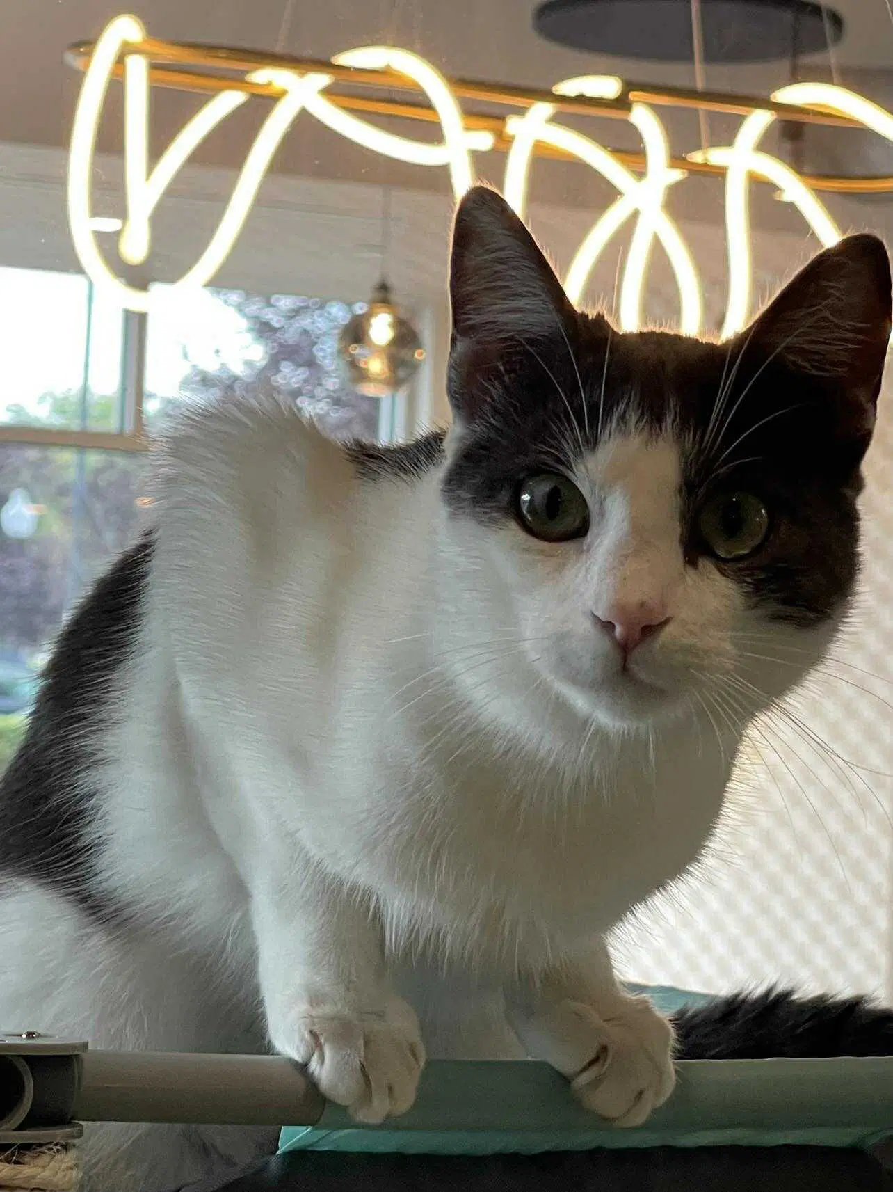 Eliot - Domestic Short Hair