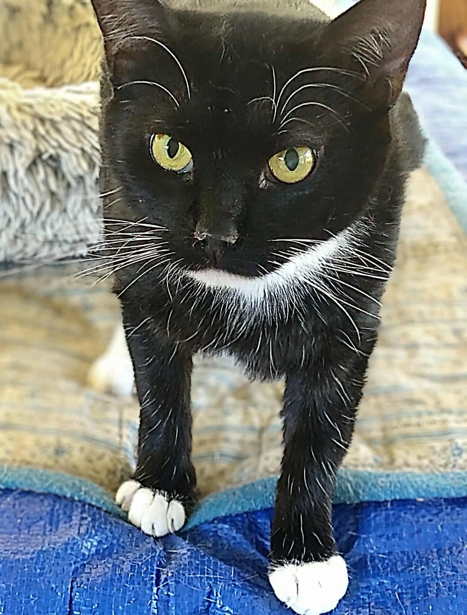 Tom Kat - Domestic Short Hair