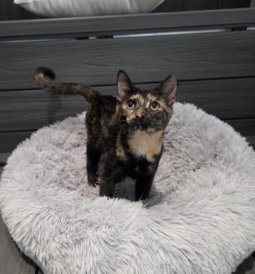 picture of the cat needing adoption
