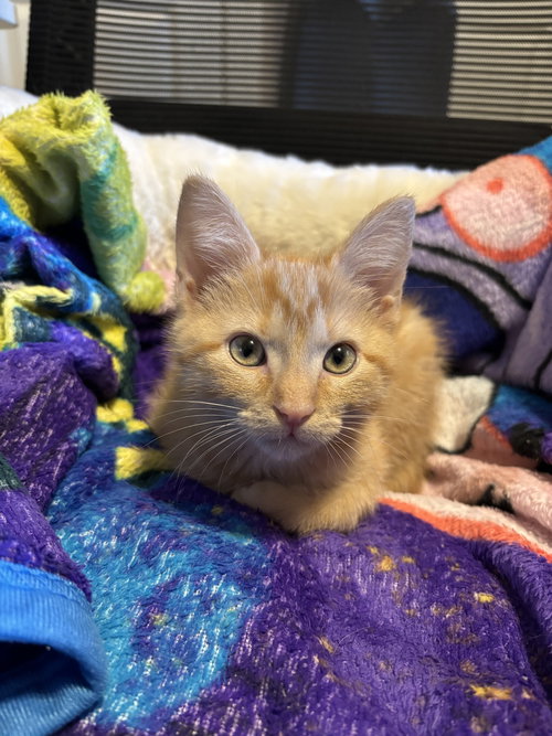 picture of the cat needing adoption