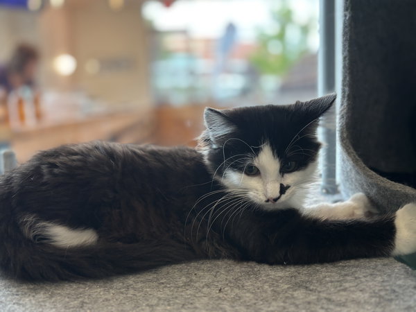 Lyra