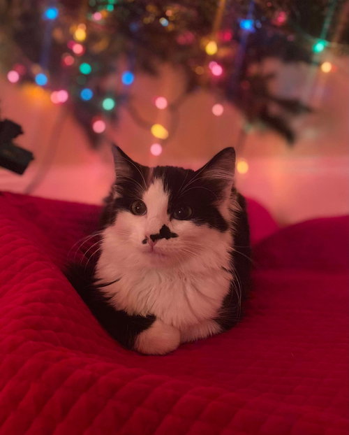 picture of the cat needing adoption