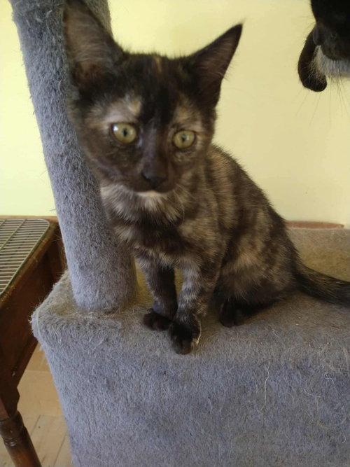 picture of the cat needing adoption