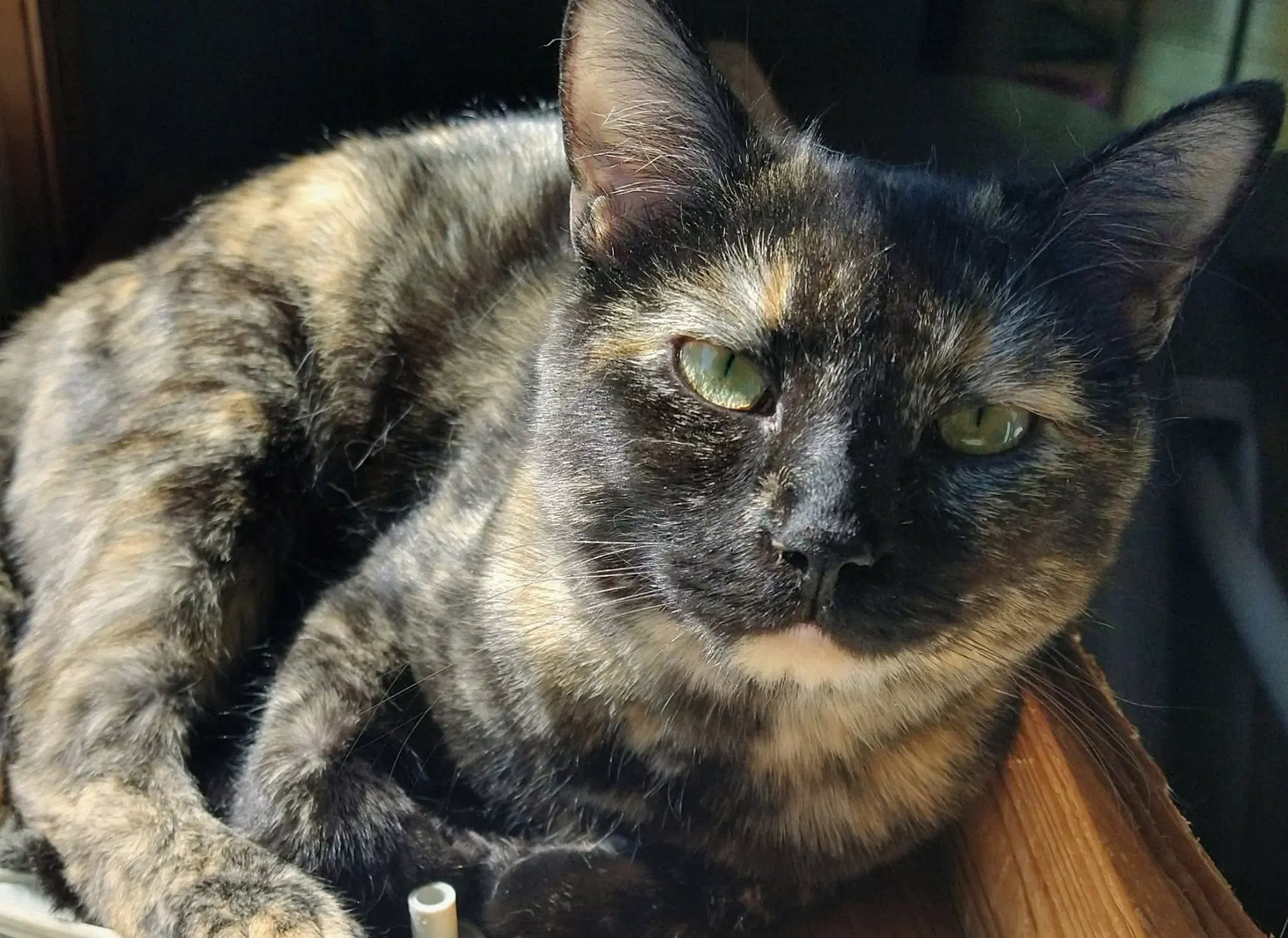Emmy Lou - Domestic Short Hair