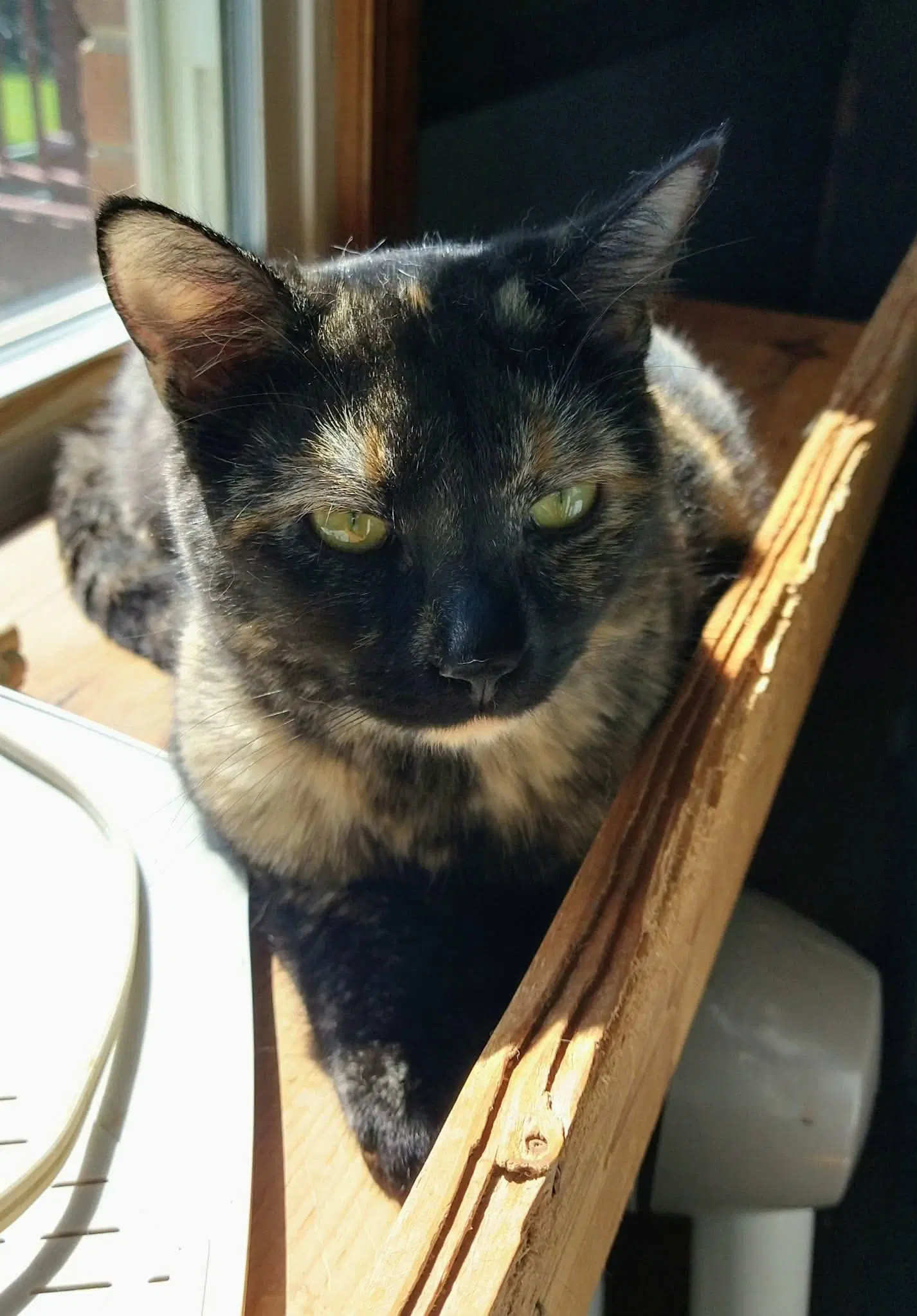 Emmy Lou image 2