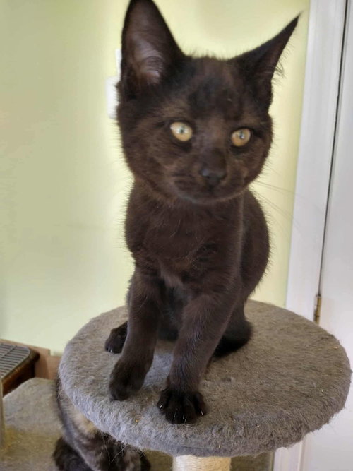 picture of the cat needing adoption