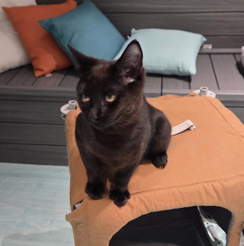CLINT - Domestic Short Hair available for adoption