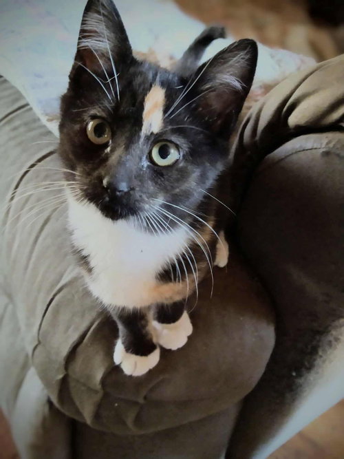 picture of the cat needing adoption
