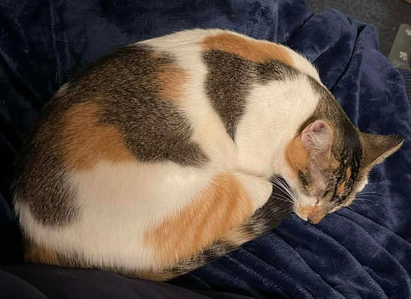 Callie