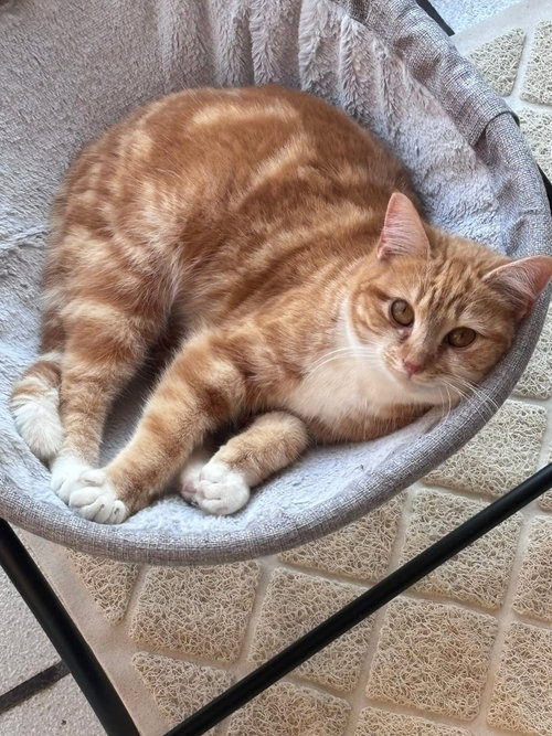 picture of the cat needing adoption