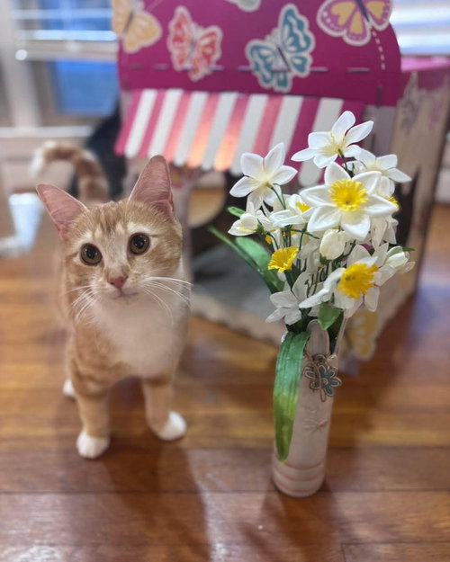 Tina, an adoptable Domestic Short Hair in Oakboro, NC