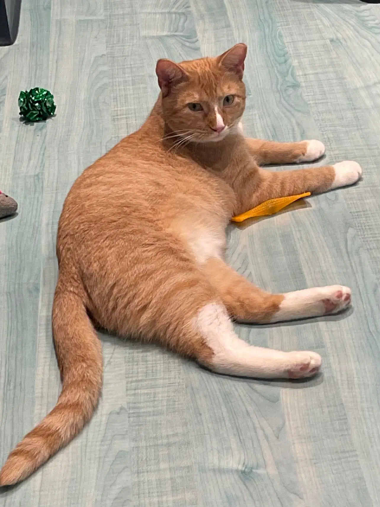 Mango - Domestic Short Hair