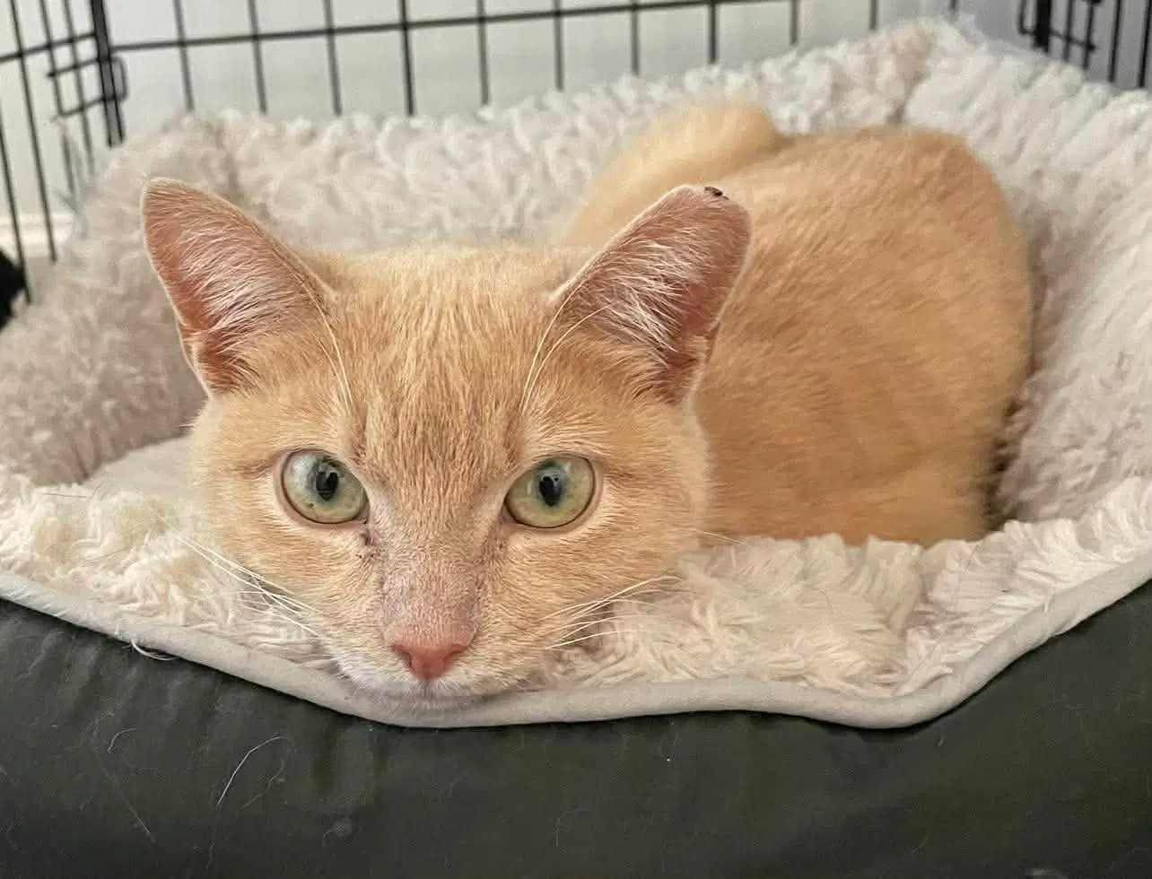 Mochi - Domestic Short Hair